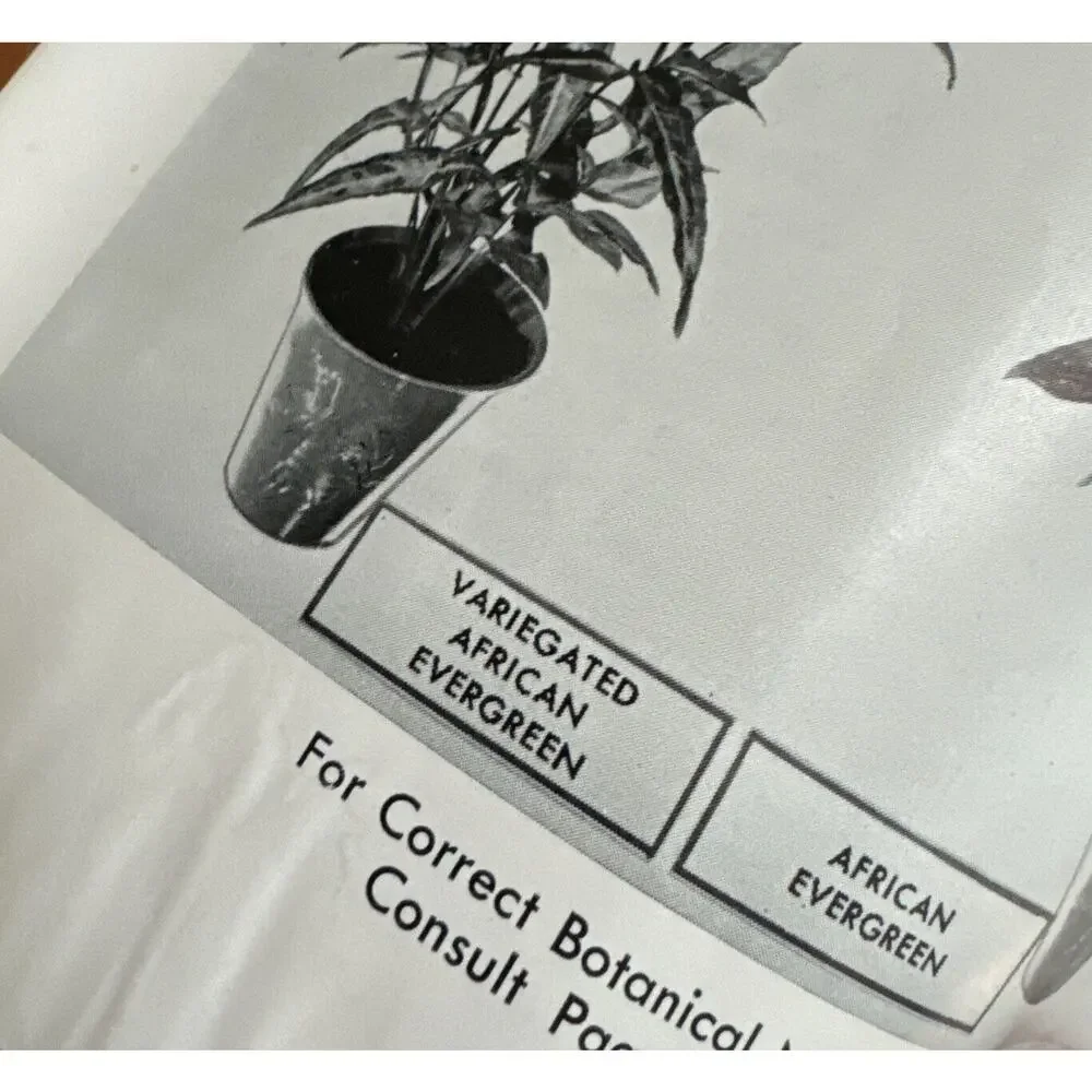 How To Grow House Plants Successfully 1946 VTG Booklet Leonard‎ Wall READ NOTE